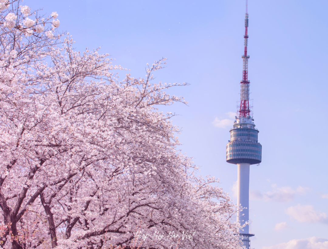 Hoa anh đào nở rộ tại Seoul vào mùa Xuân